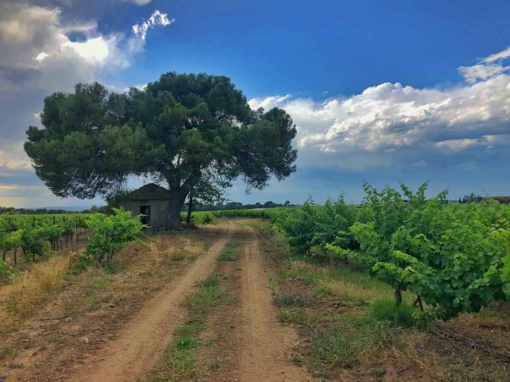 Etang de thau - La Méditerranée en vélo